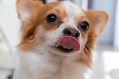 狗伸出舌头